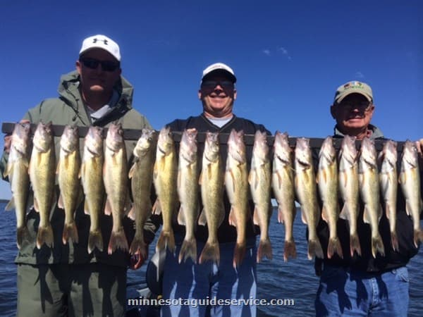 Trophy walleye on guided fishing trip